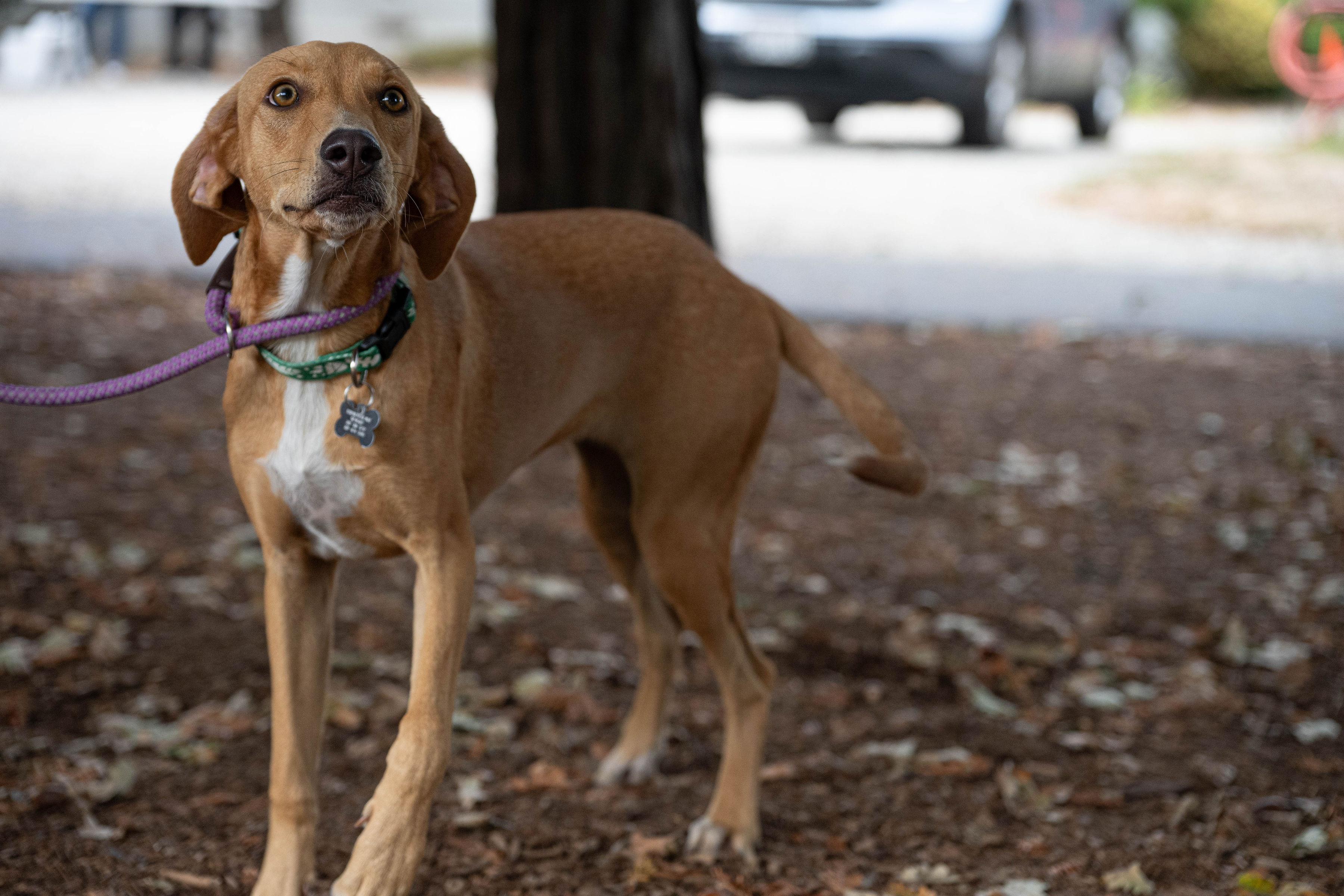 Enlarge Zuri, a Adopted mixed breed in Santa Rosa, CA image 5/5
