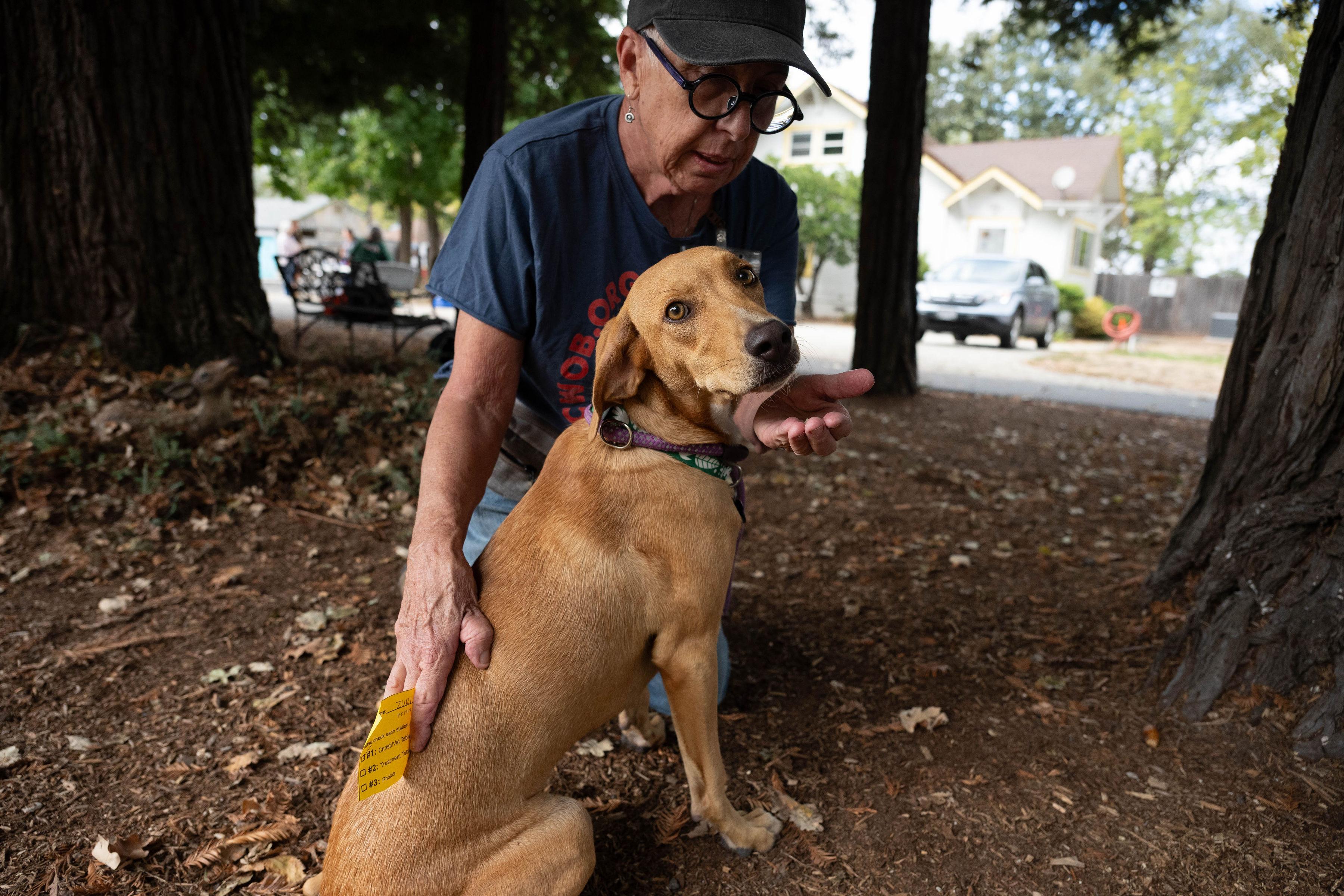 Enlarge Zuri, a Adopted mixed breed in Santa Rosa, CA image 2/5