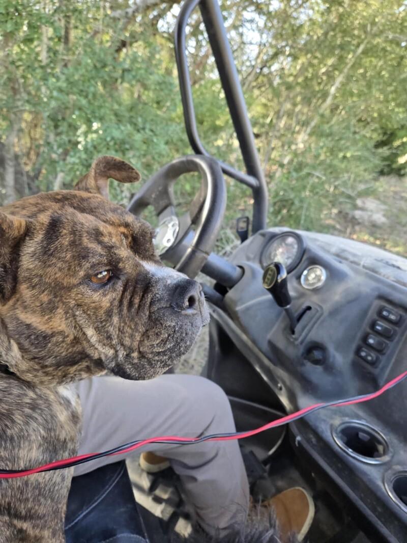 Apple Connie professional lovebug — thumbnail 4