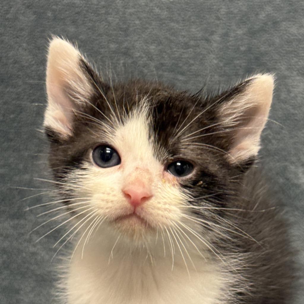 Finn, Adoptable, Kitten Male Domestic Short Hair.