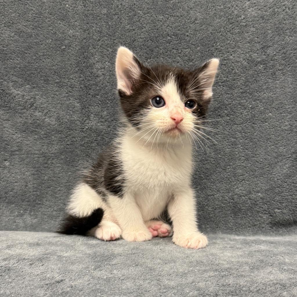 Enlarge Finn, a Adoptable mixed breed in Brenham, TX image 2/6