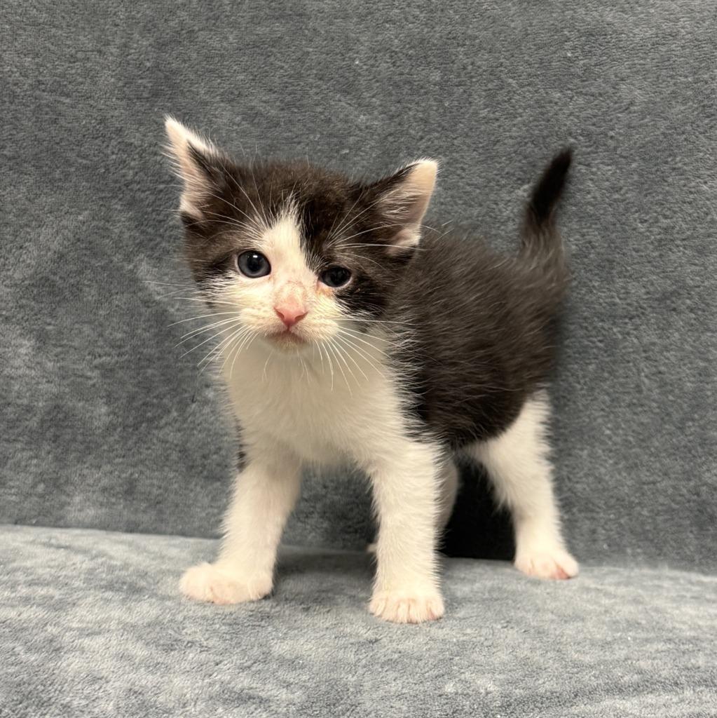 Enlarge Finn, a Adoptable mixed breed in Brenham, TX image 3/6