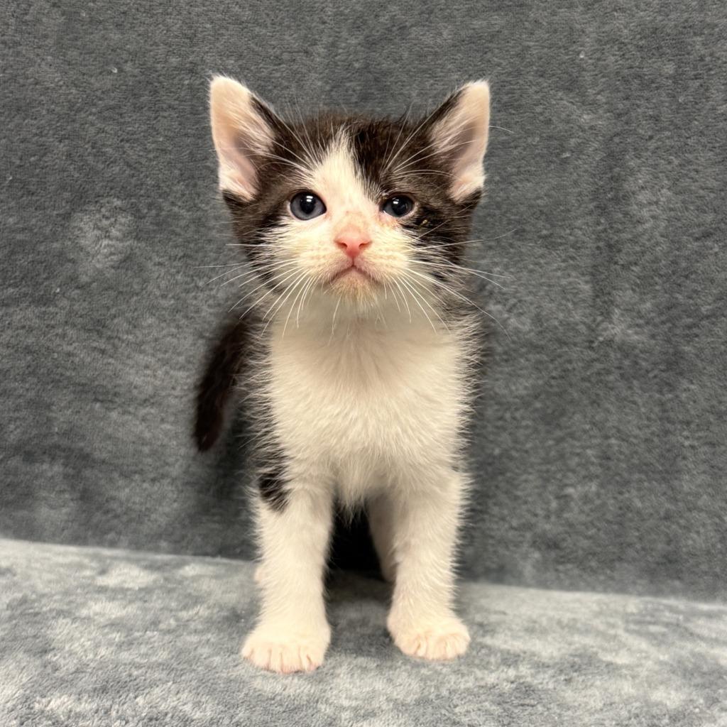Enlarge Finn, a Adoptable mixed breed in Brenham, TX image 5/6