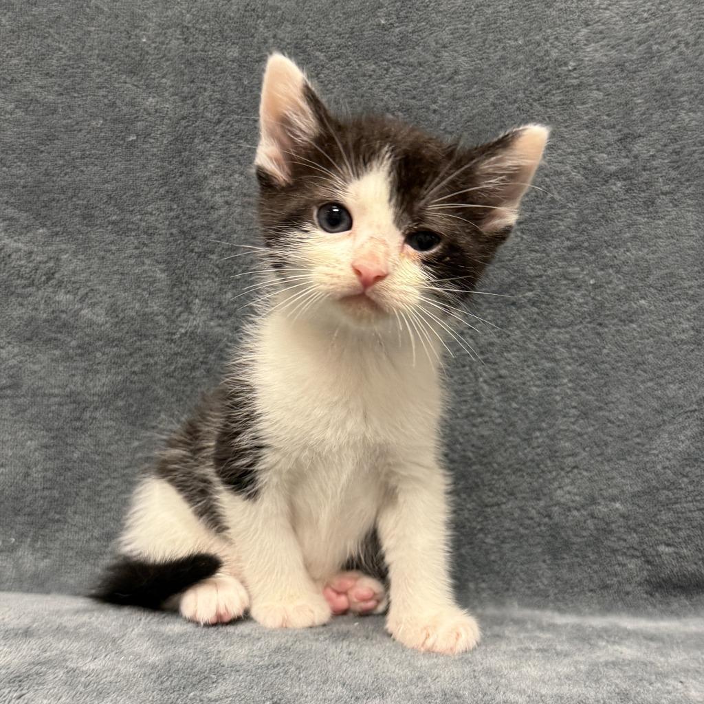 Enlarge Finn, a Adoptable mixed breed in Brenham, TX image 6/6