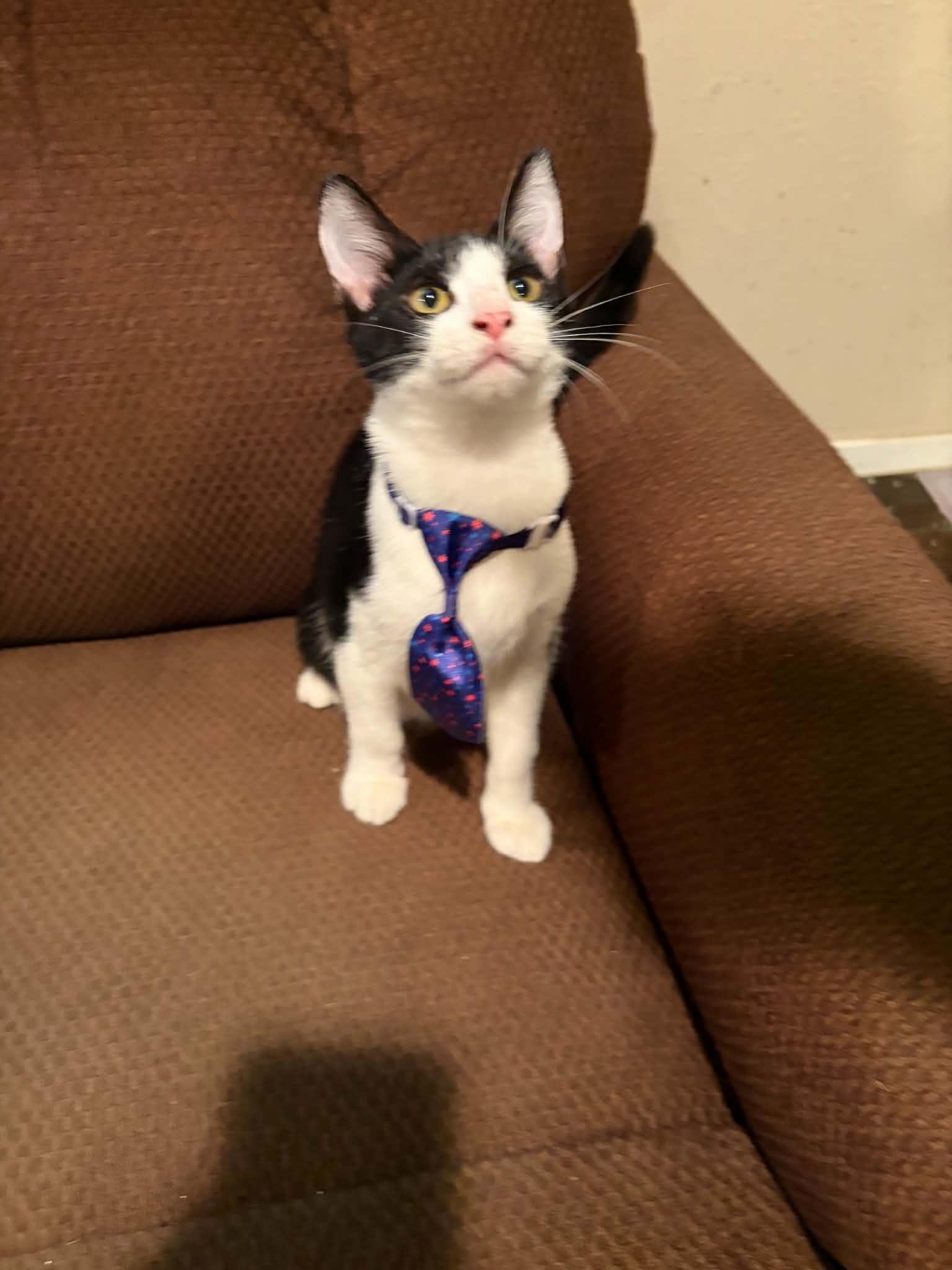 Taz, ADOPTABLE, Young Male Domestic Short Hair.