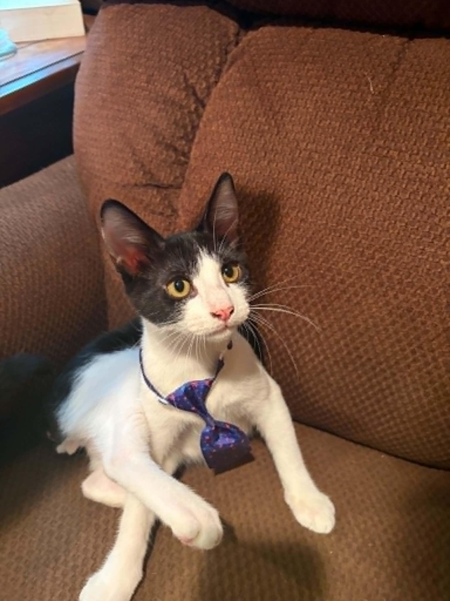 Taz, a ADOPTABLE Domestic Short Hair in Mansfield, TX image 2/2