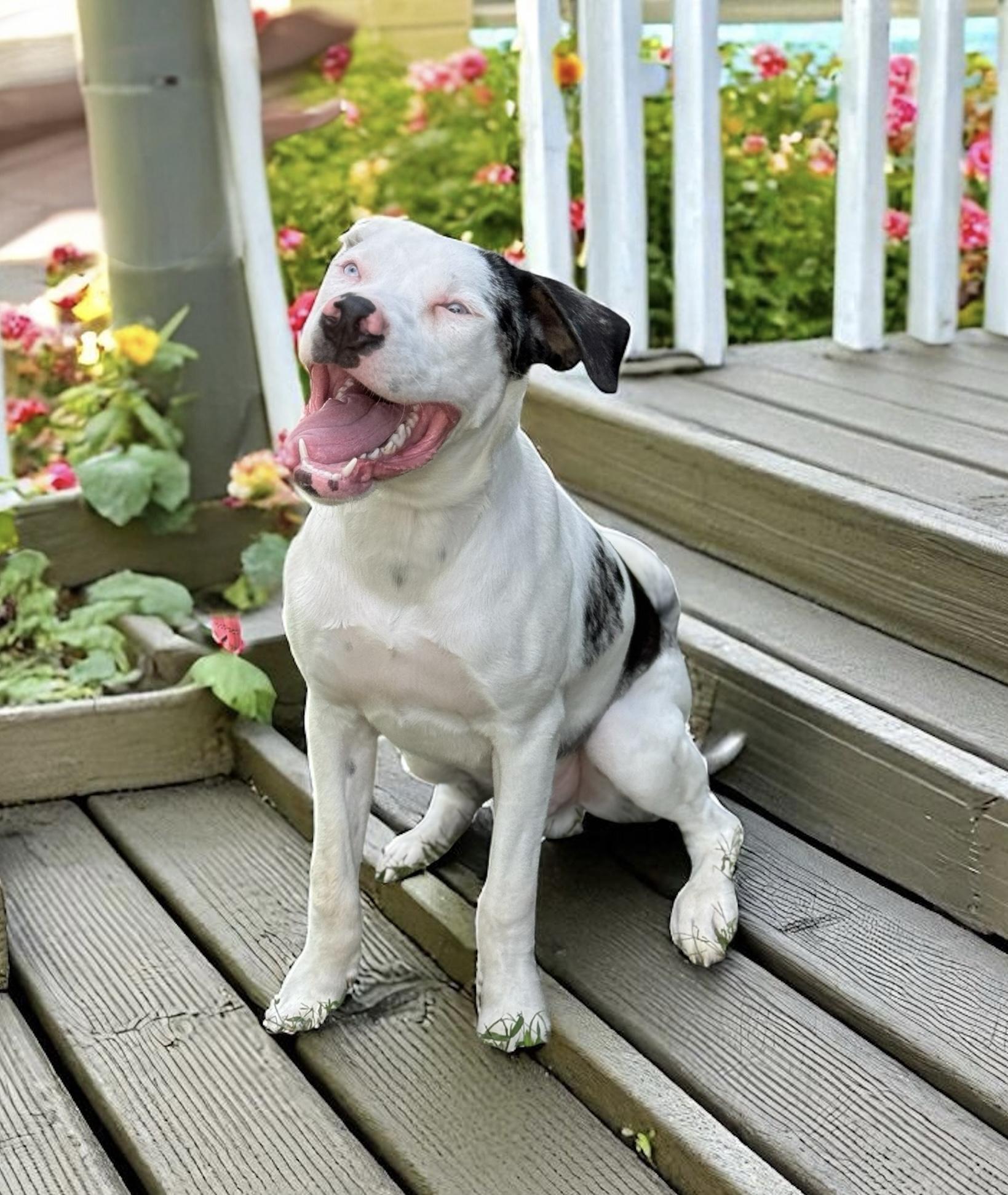 Buster, a Adoptable mixed breed in Unionville, CT image 1/5