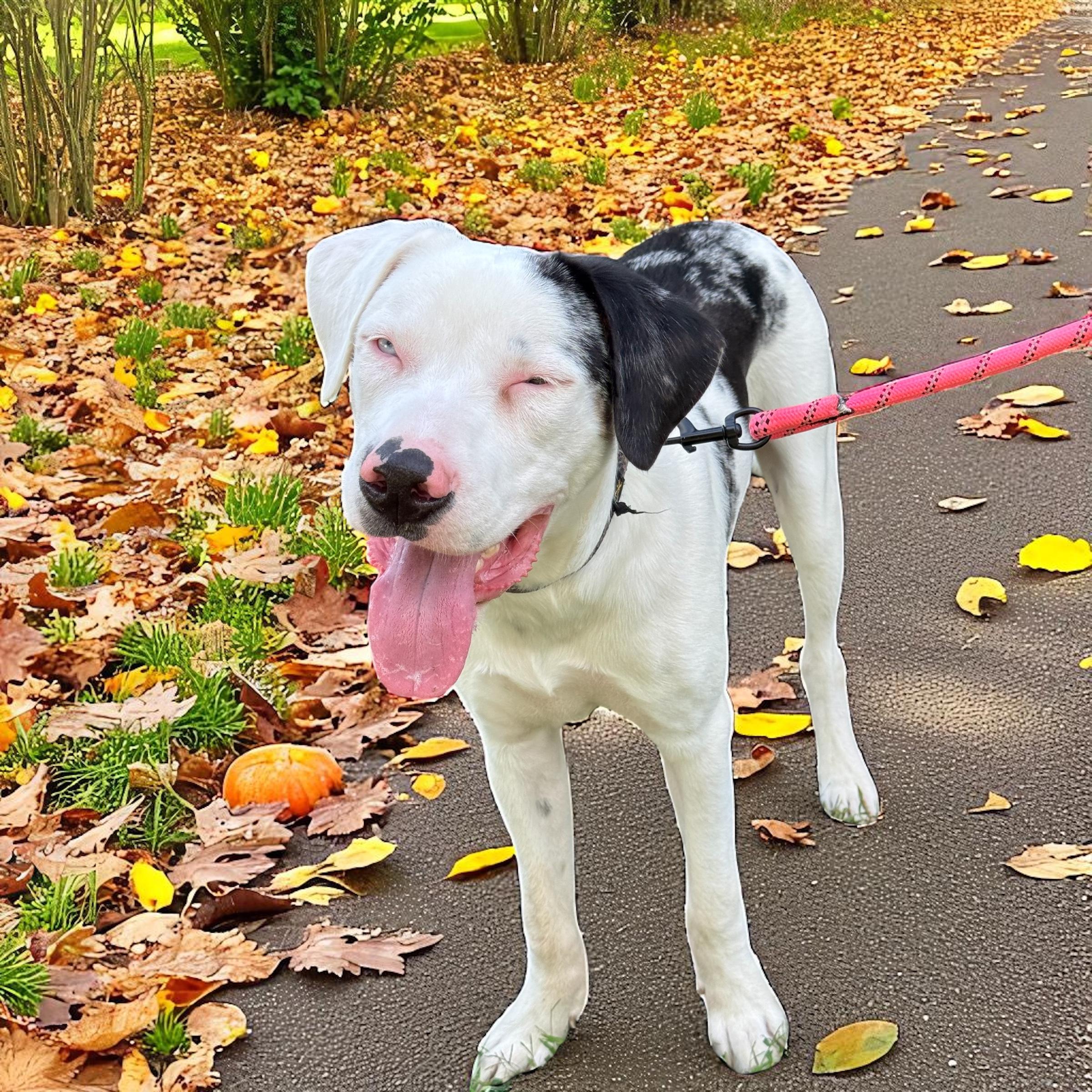 Buster, a Adoptable mixed breed in Unionville, CT image 2/5