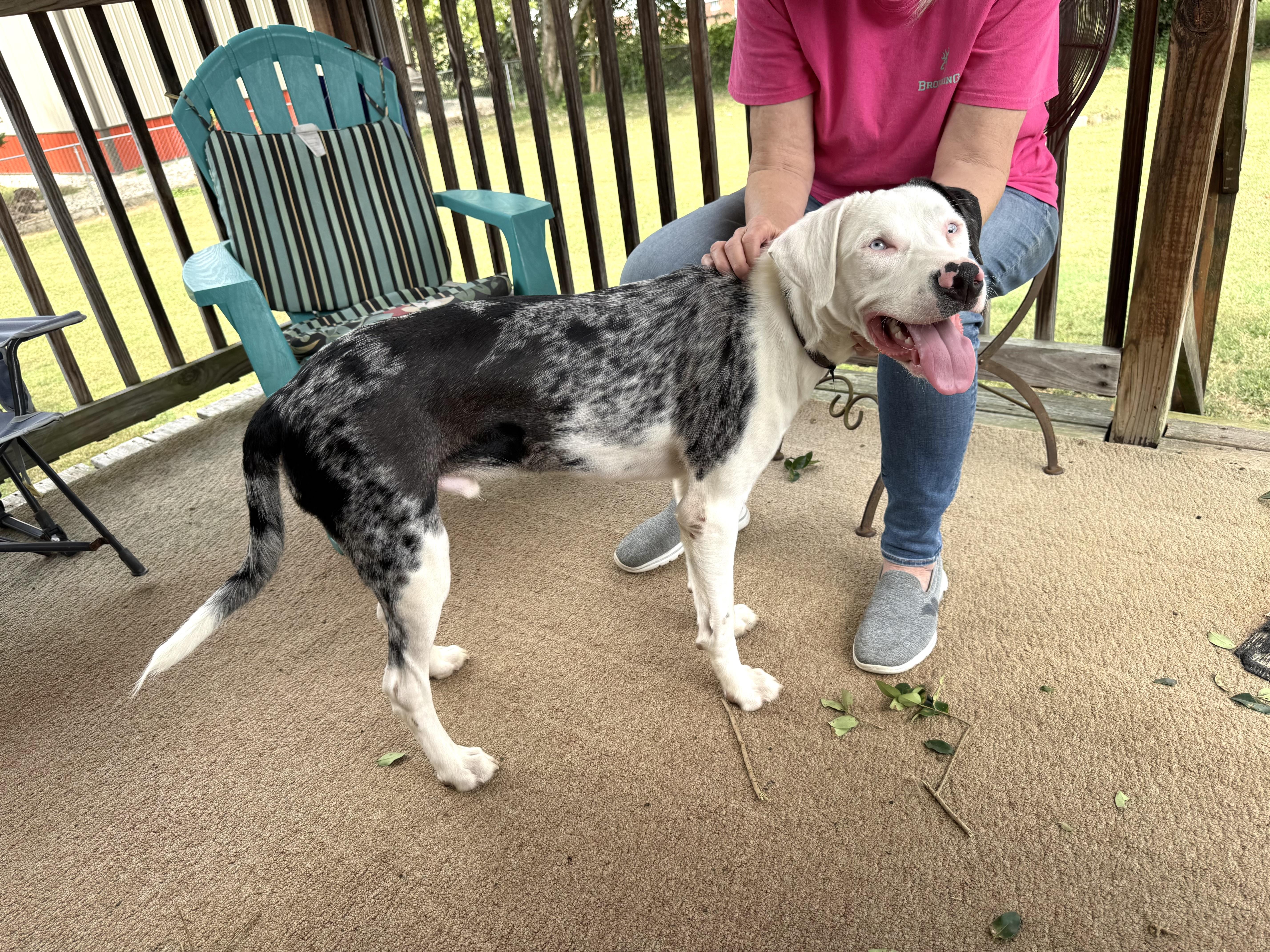 Buster, a Adoptable mixed breed in Unionville, CT image 3/5