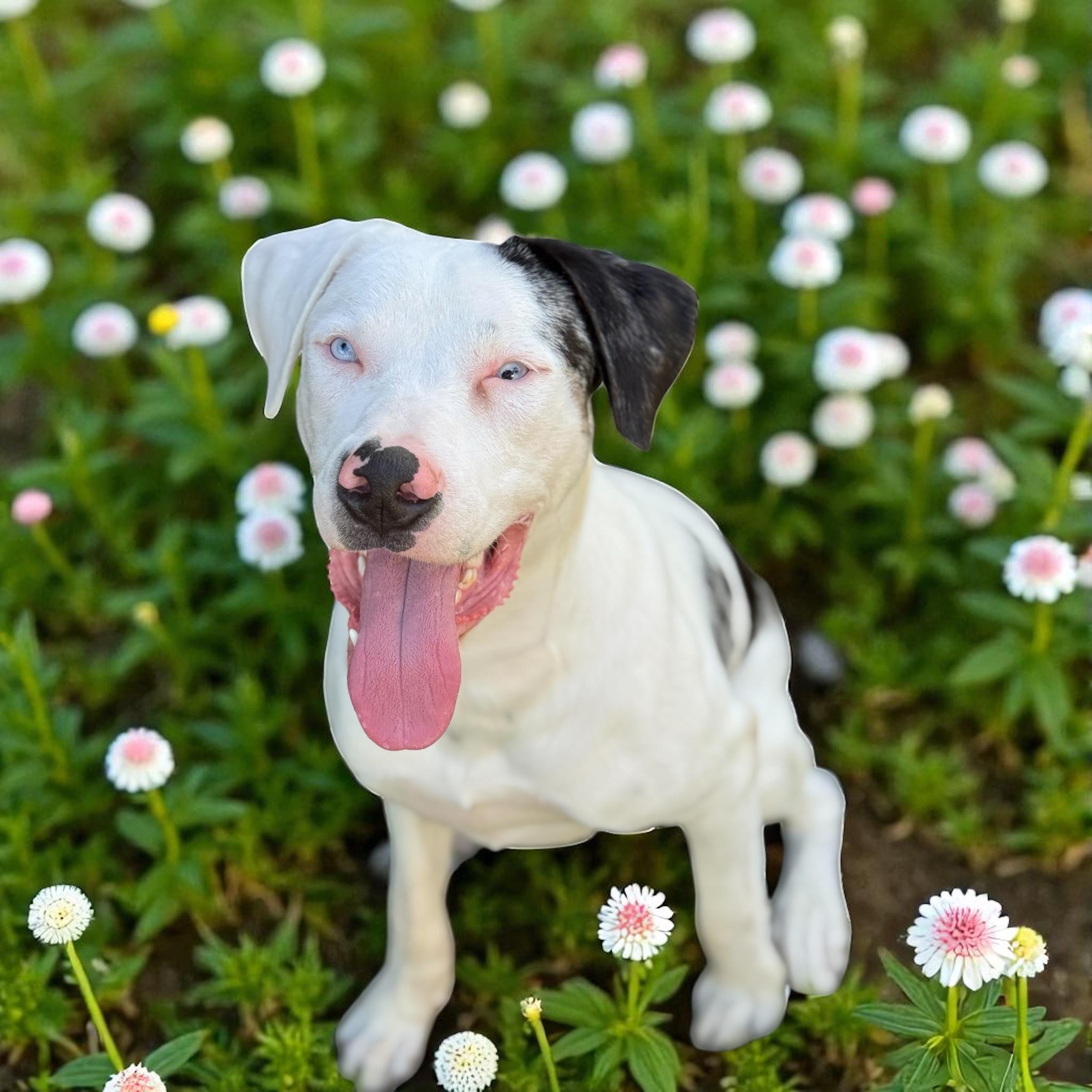 Buster, a Adoptable mixed breed in Unionville, CT image 4/5