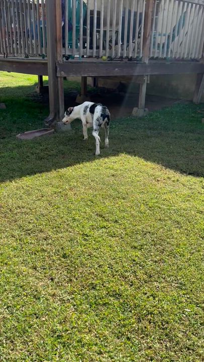 Enlarge Buster, a Adoptable mixed breed in Unionville, CT video 5/5