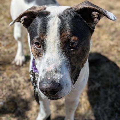 Gretzky, Adoptable, Adult Male Hound.