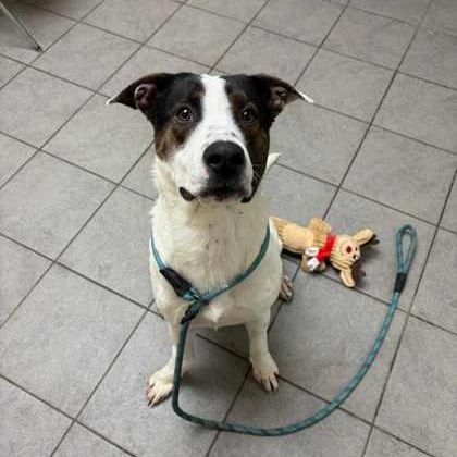 Enlarge Gretzky, a Adoptable mixed breed in Syracuse, NY image 2/4