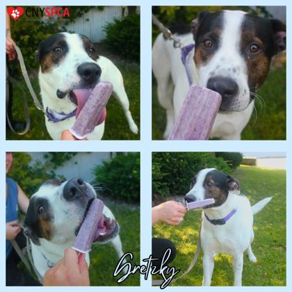 Enlarge Gretzky, a Adoptable mixed breed in Syracuse, NY image 4/4