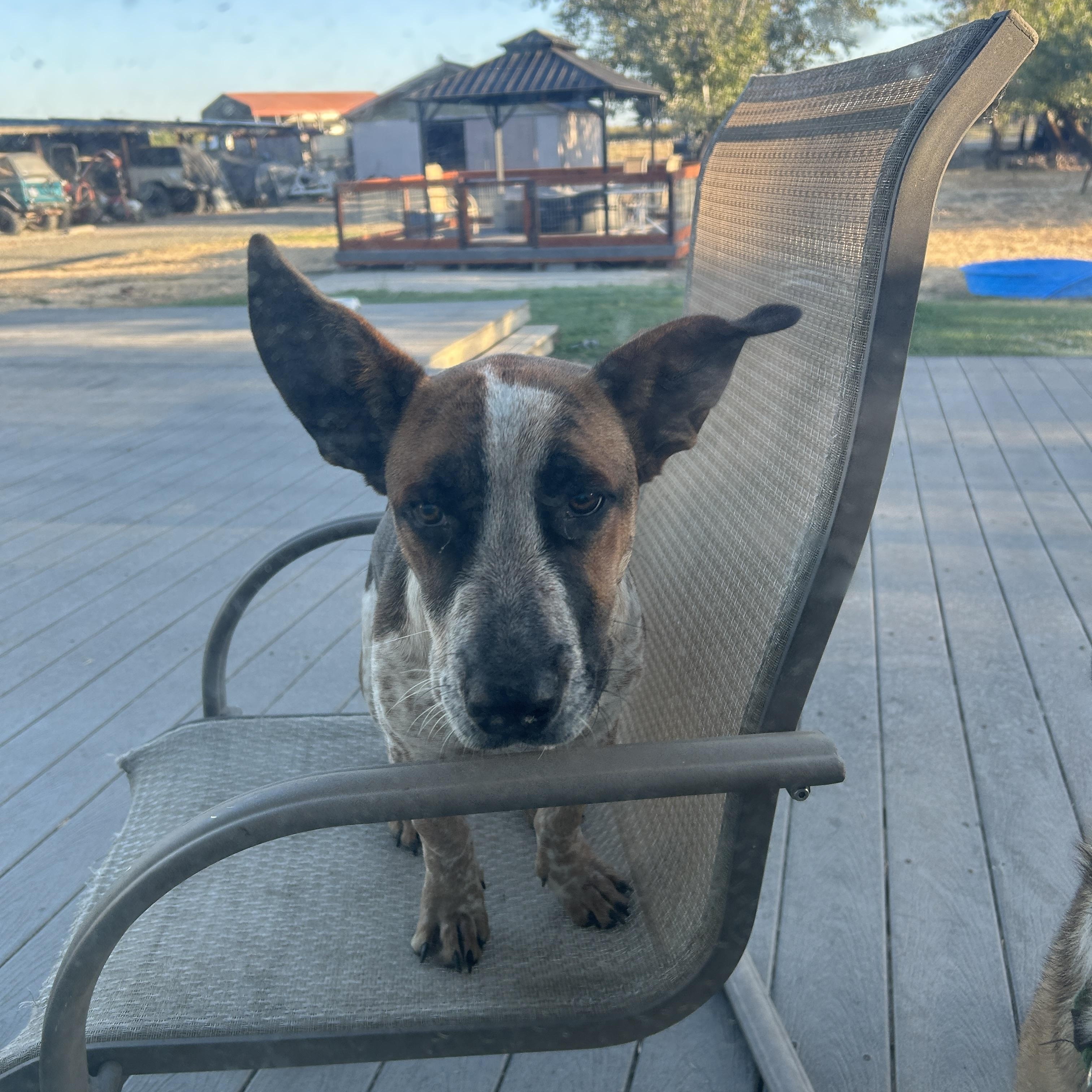 Enlarge Walter, a Adoption Pending mixed breed in Vacaville, CA image 2/3