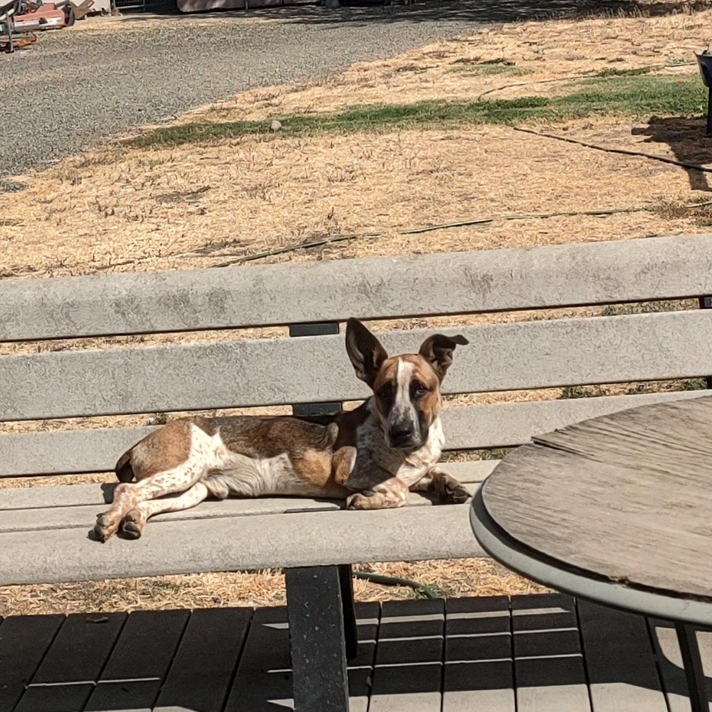 Enlarge Walter, a Adoption Pending mixed breed in Vacaville, CA image 1/3