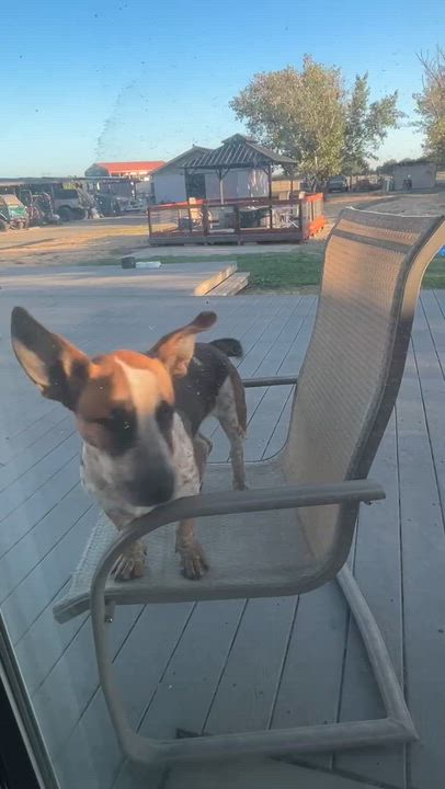 Enlarge Walter, a Adoption Pending mixed breed in Vacaville, CA video 3/3