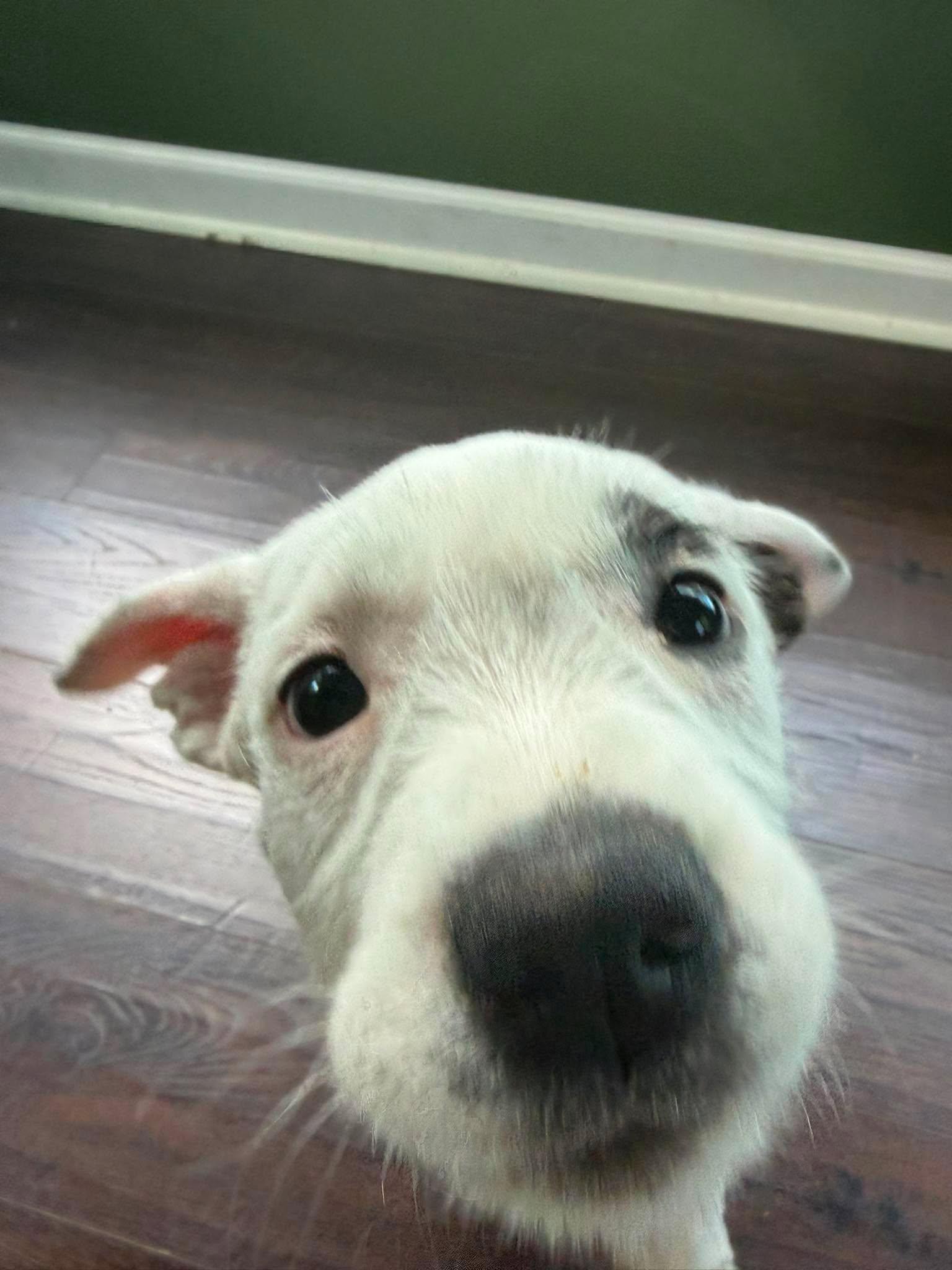 Enlarge Gouda, a ADOPTABLE mixed breed in Clay, NY image 5/5