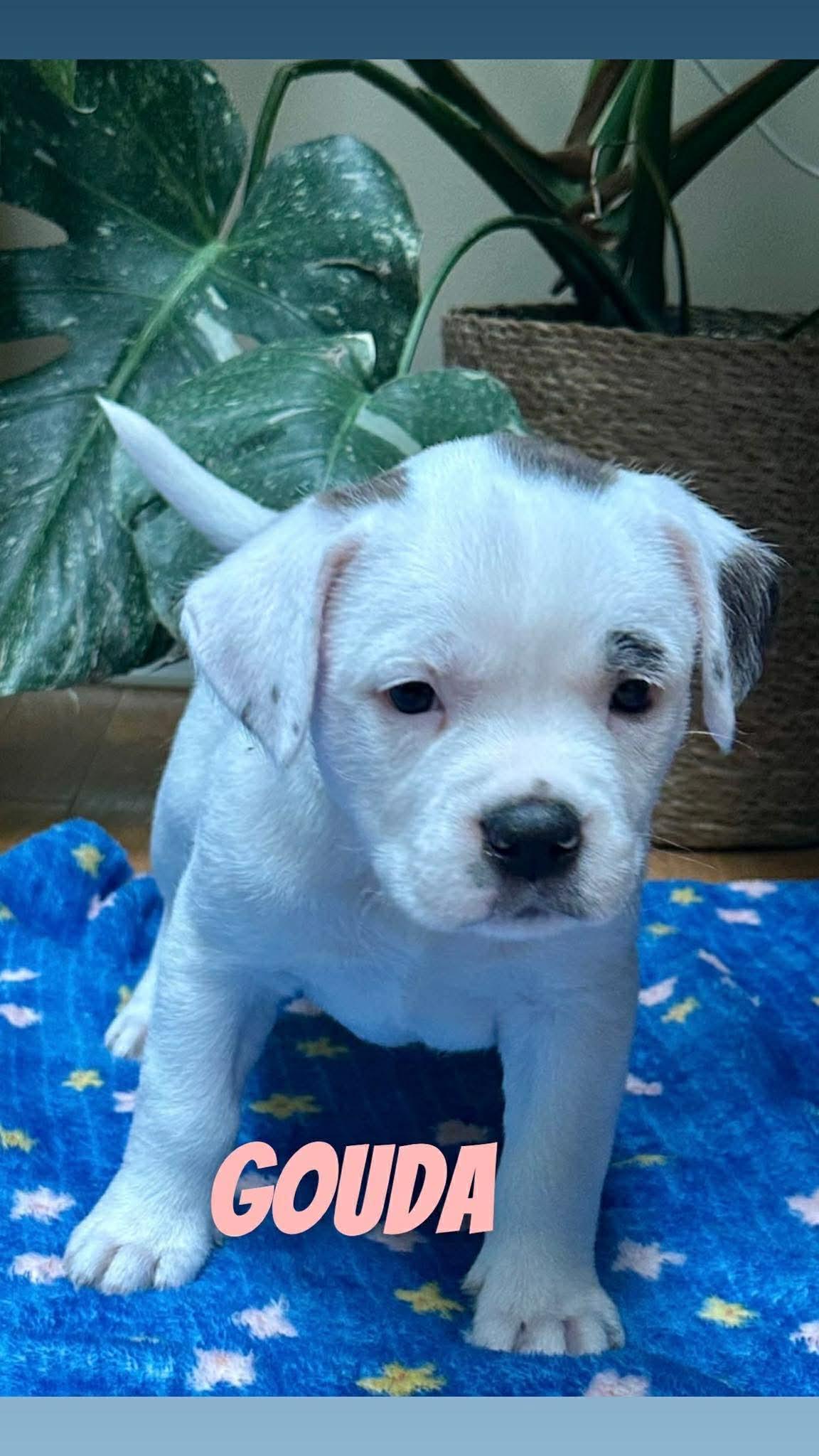 Gouda, ADOPTABLE, Puppy Female Pit Bull Terrier.