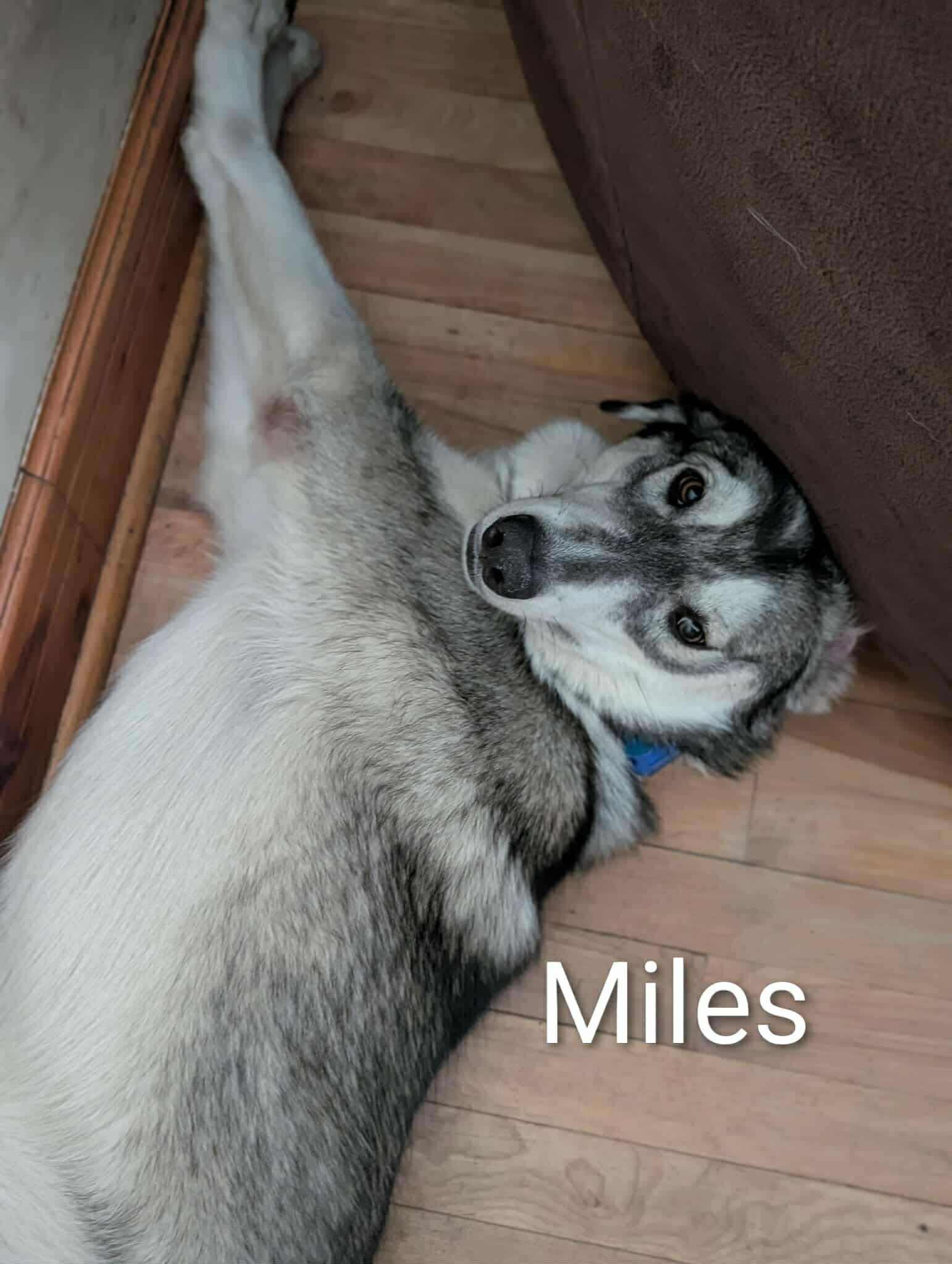 Miles, an adoptable Husky in STE-MARGUERITE-DU-LAC-MASSON, QC, J0T 1L0 | Photo Image 2
