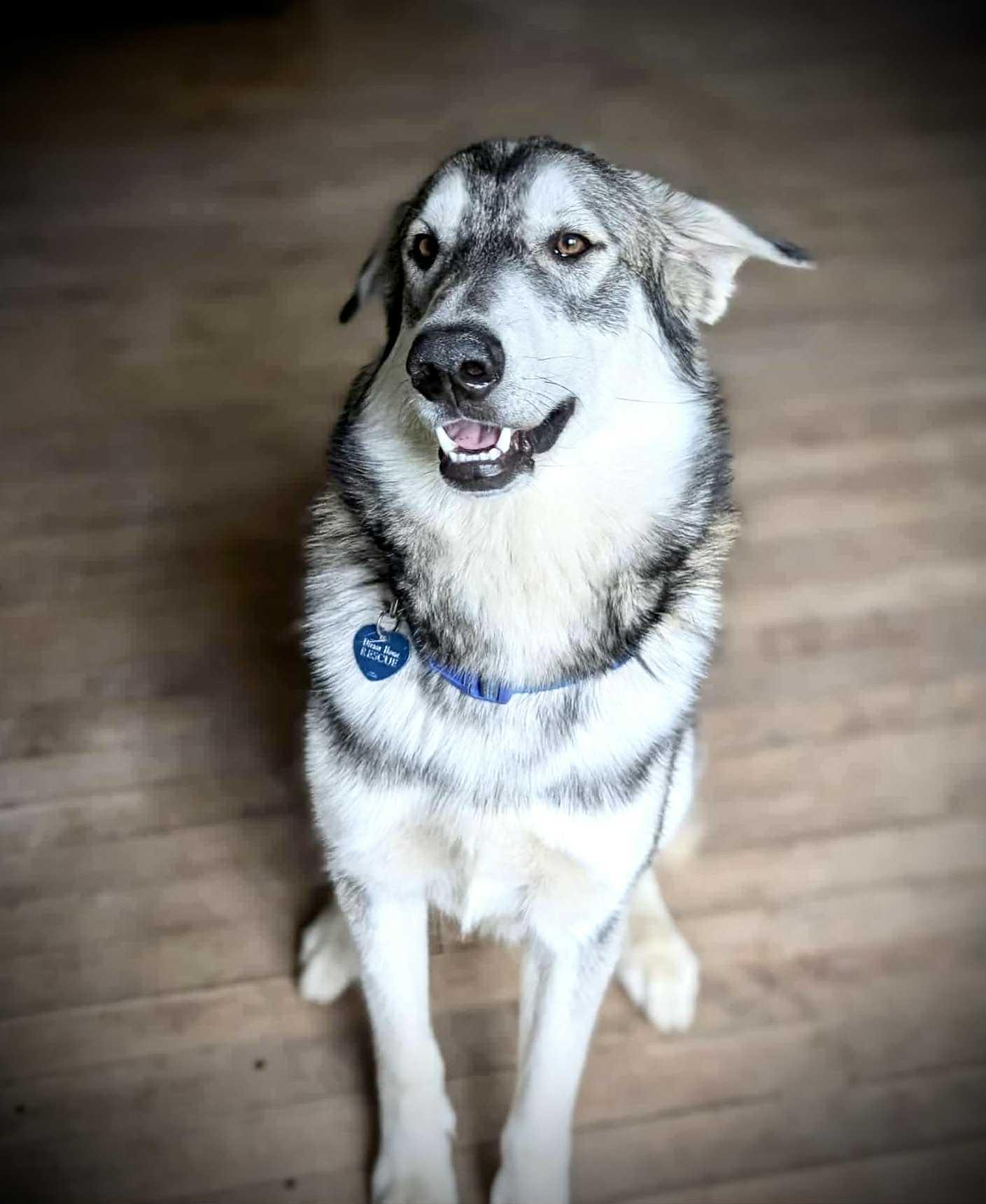 Miles, an adoptable Husky in STE-MARGUERITE-DU-LAC-MASSON, QC, J0T 1L0 | Photo Image 5