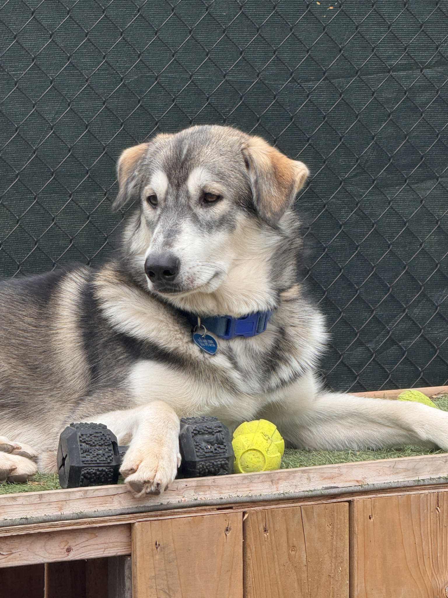 Miles, an adoptable Husky in STE-MARGUERITE-DU-LAC-MASSON, QC, J0T 1L0 | Photo Image 1