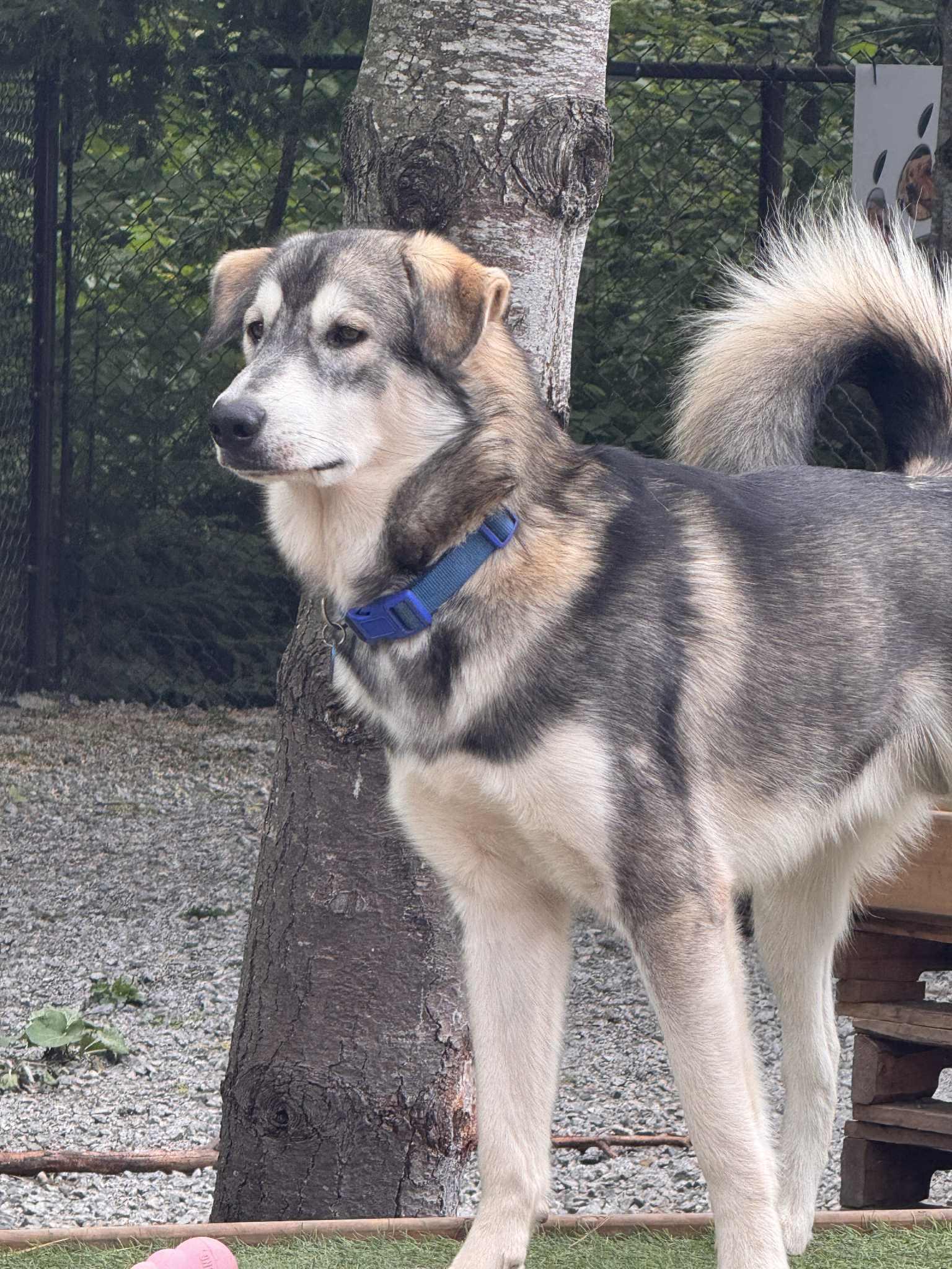 Miles, an adoptable Husky in STE-MARGUERITE-DU-LAC-MASSON, QC, J0T 1L0 | Photo Image 3