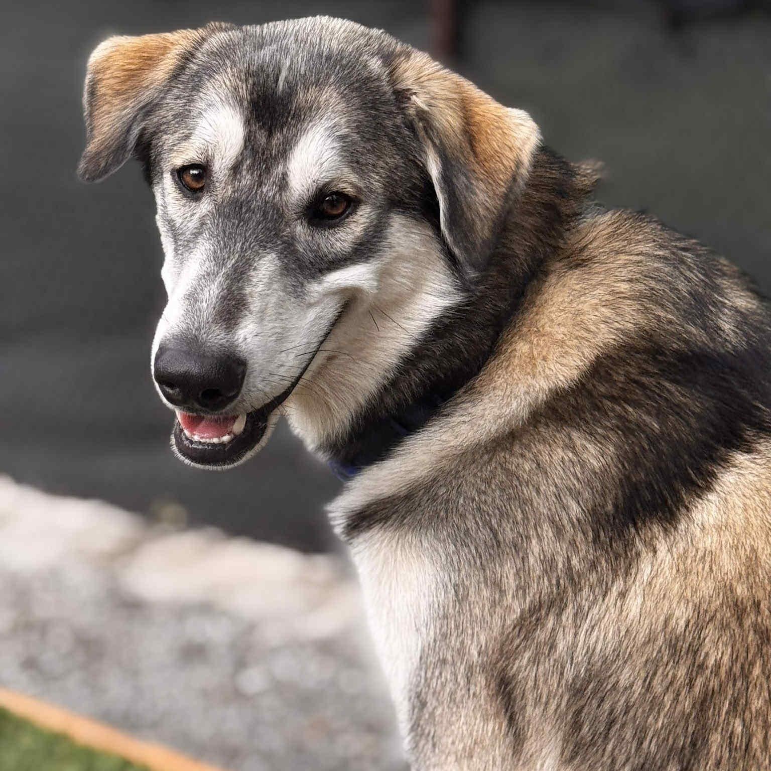 Miles, an adoptable Husky in STE-MARGUERITE-DU-LAC-MASSON, QC, J0T 1L0 | Photo Image 1