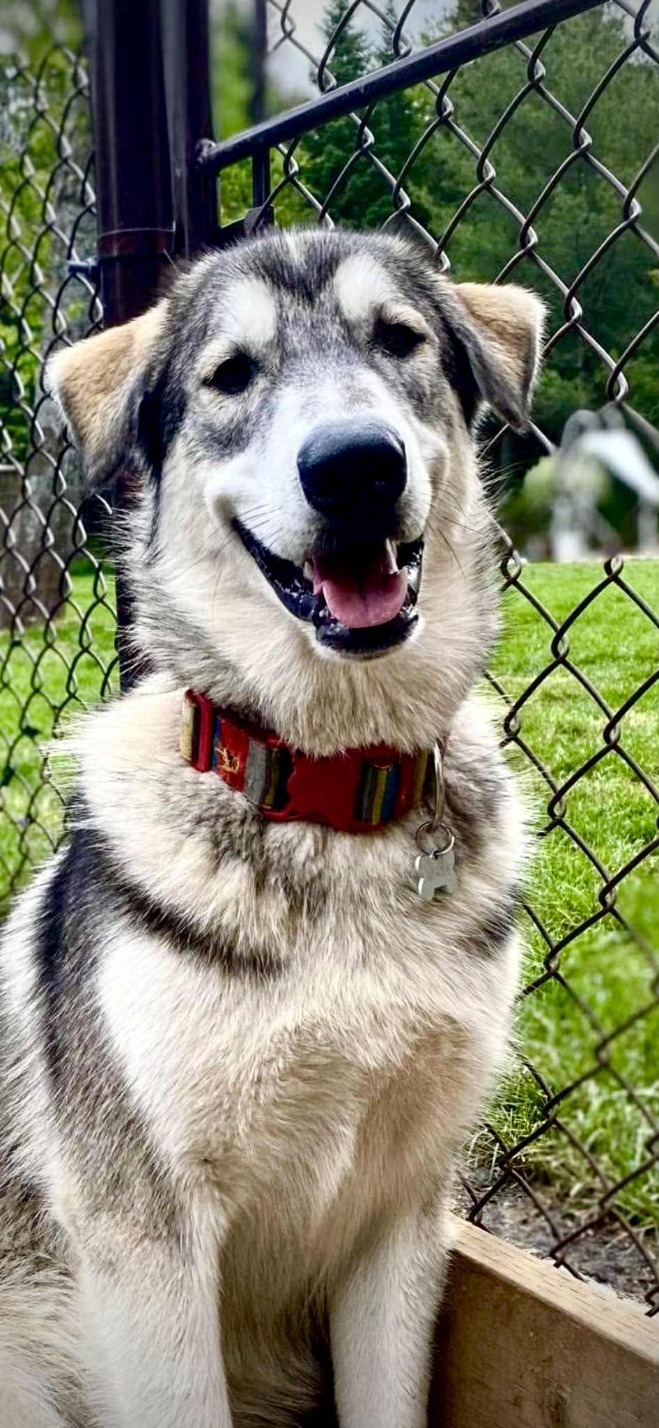 Miles, an adoptable Husky in STE-MARGUERITE-DU-LAC-MASSON, QC, J0T 1L0 | Photo Image 4