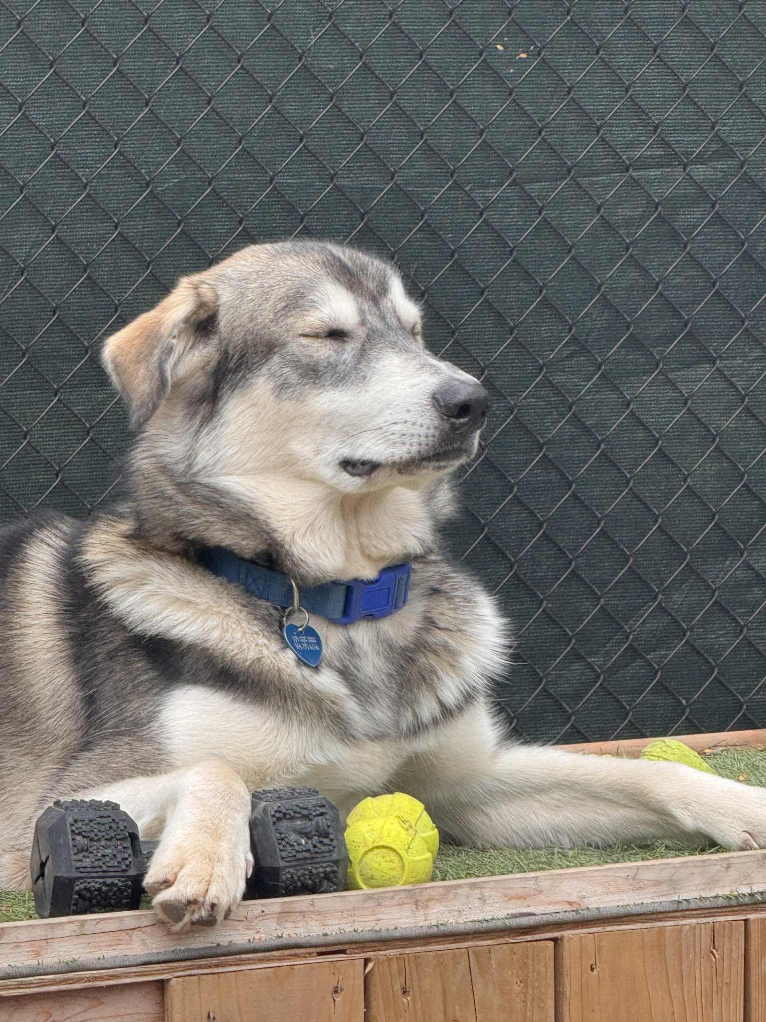 Miles, an adoptable Husky in STE-MARGUERITE-DU-LAC-MASSON, QC, J0T 1L0 | Photo Image 6