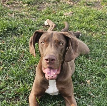 Dog for adoption - Penny, a Great Dane in Wilmington, NC | Petfinder