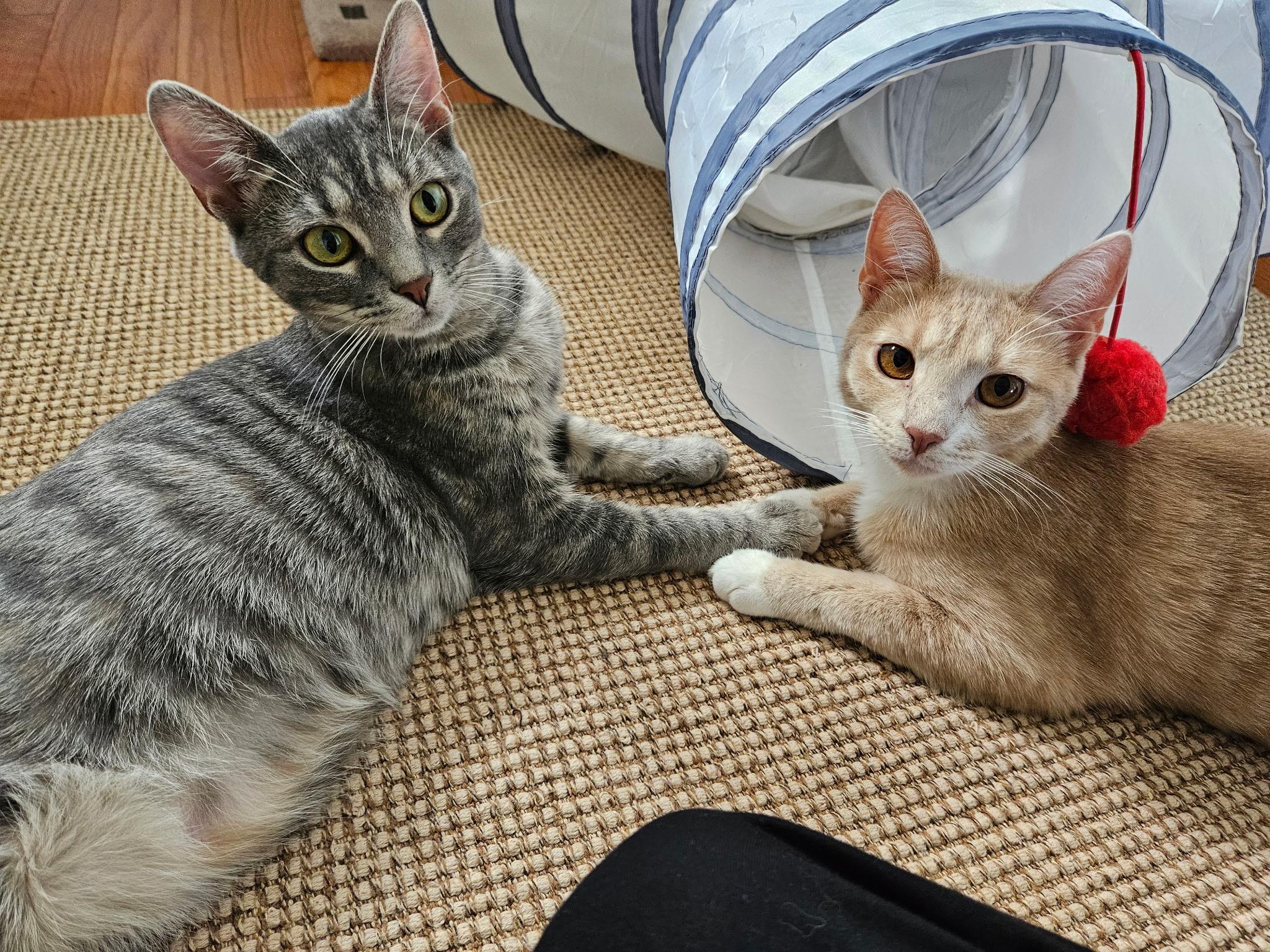 Daphne and Heidi, ADOPTABLE, Young Female Tabby.