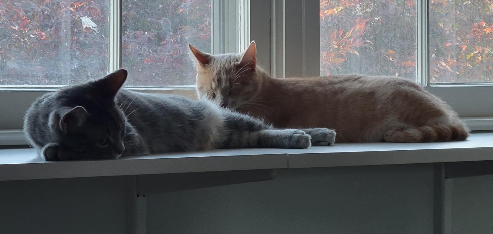 Daphne and Heidi, a ADOPTABLE Tabby in Bear, DE image 2/5