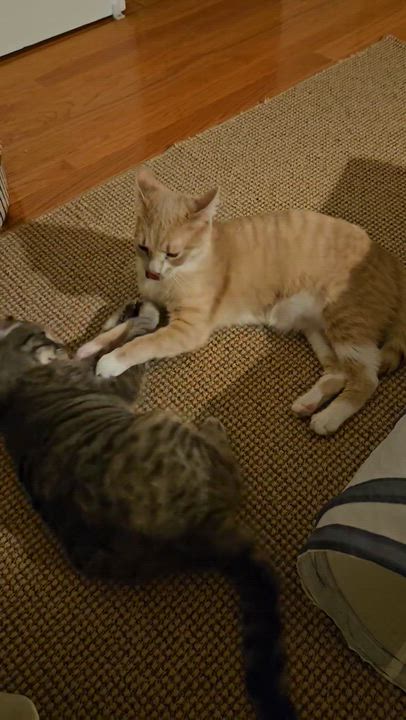 Enlarge Daphne and Heidi, a ADOPTABLE Tabby in Bear, DE video 4/5