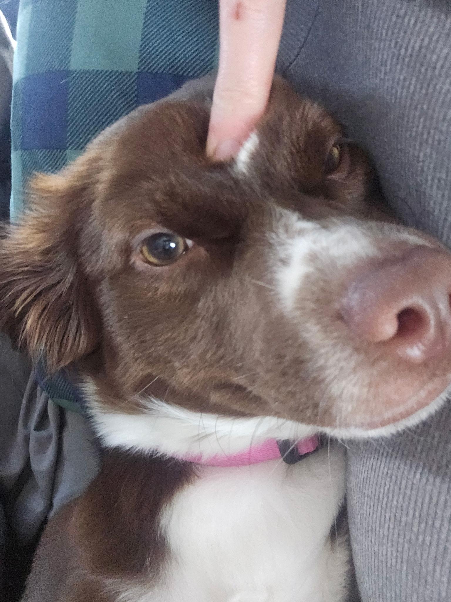Fee Fee, Adopted, Young Female Chihuahua & Cattle Dog.