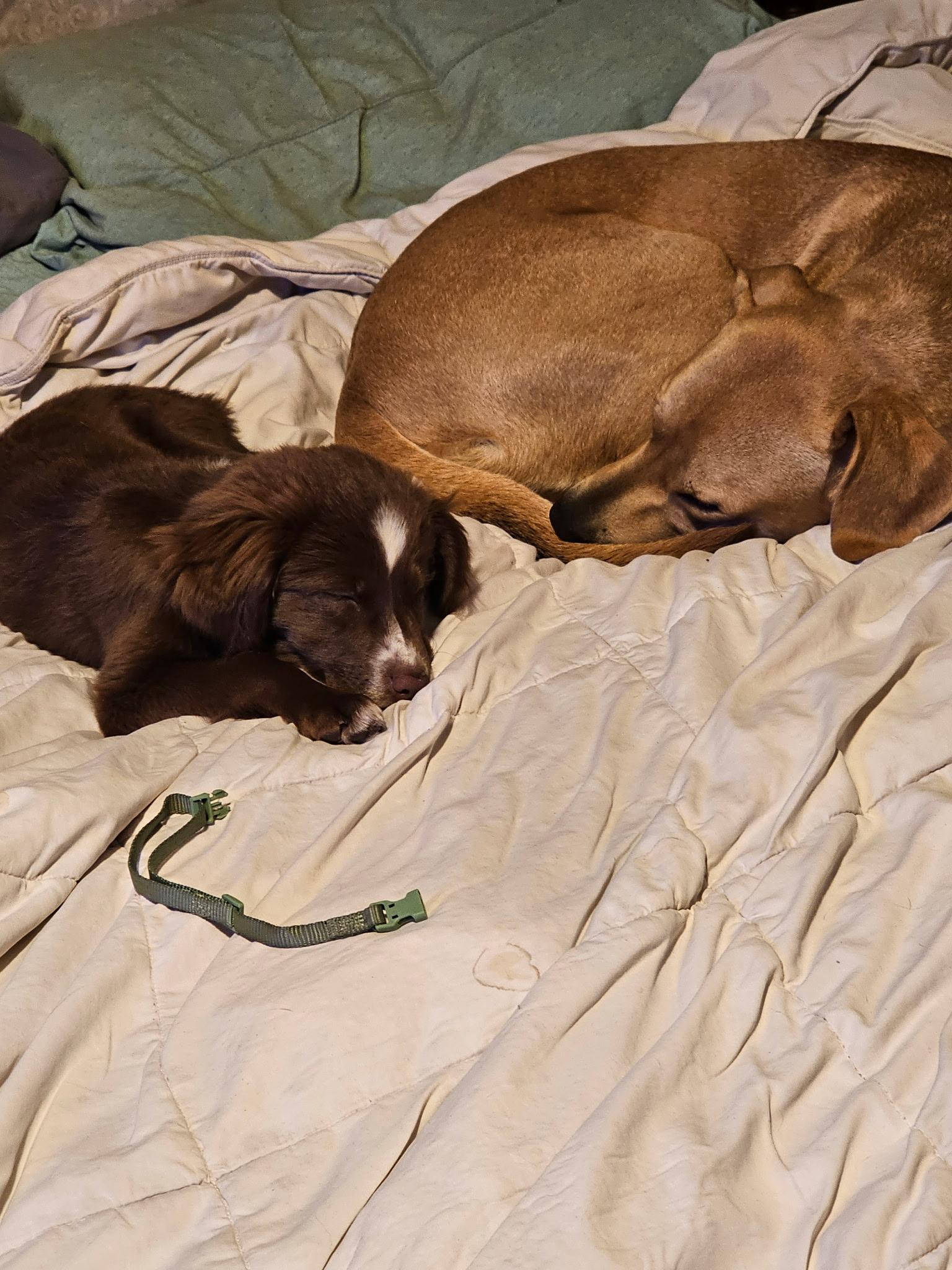Enlarge Fee Fee, a Adopted mixed breed in Merrimac, MA image 2/5