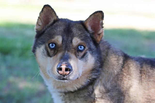 BEAR, Adoptable, Adult Female Husky & Mixed Breed.
