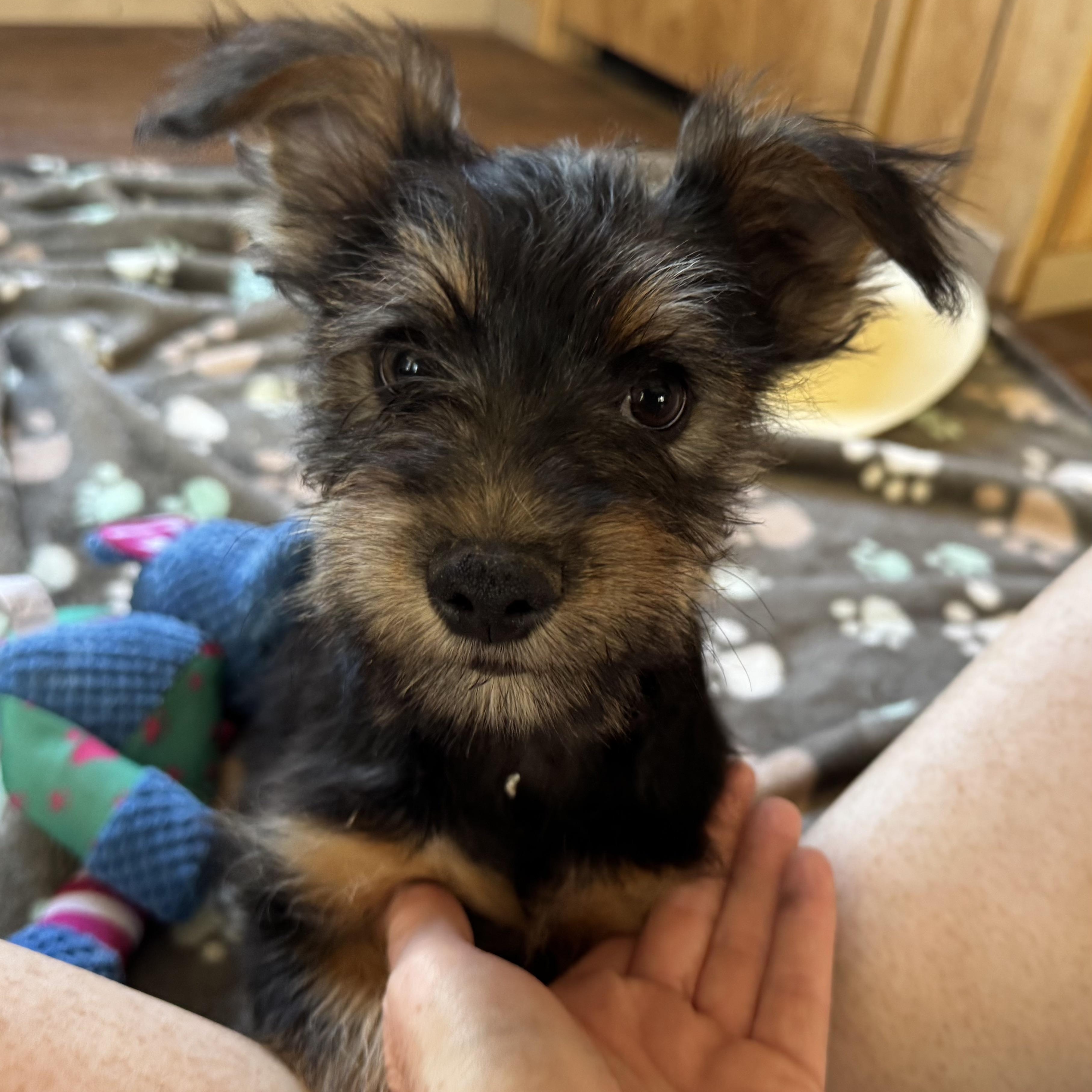Enlarge Mr. Cutie Pie Archie, an adopted Yorkshire Terrier in Ridgefield, WA image 3/6
