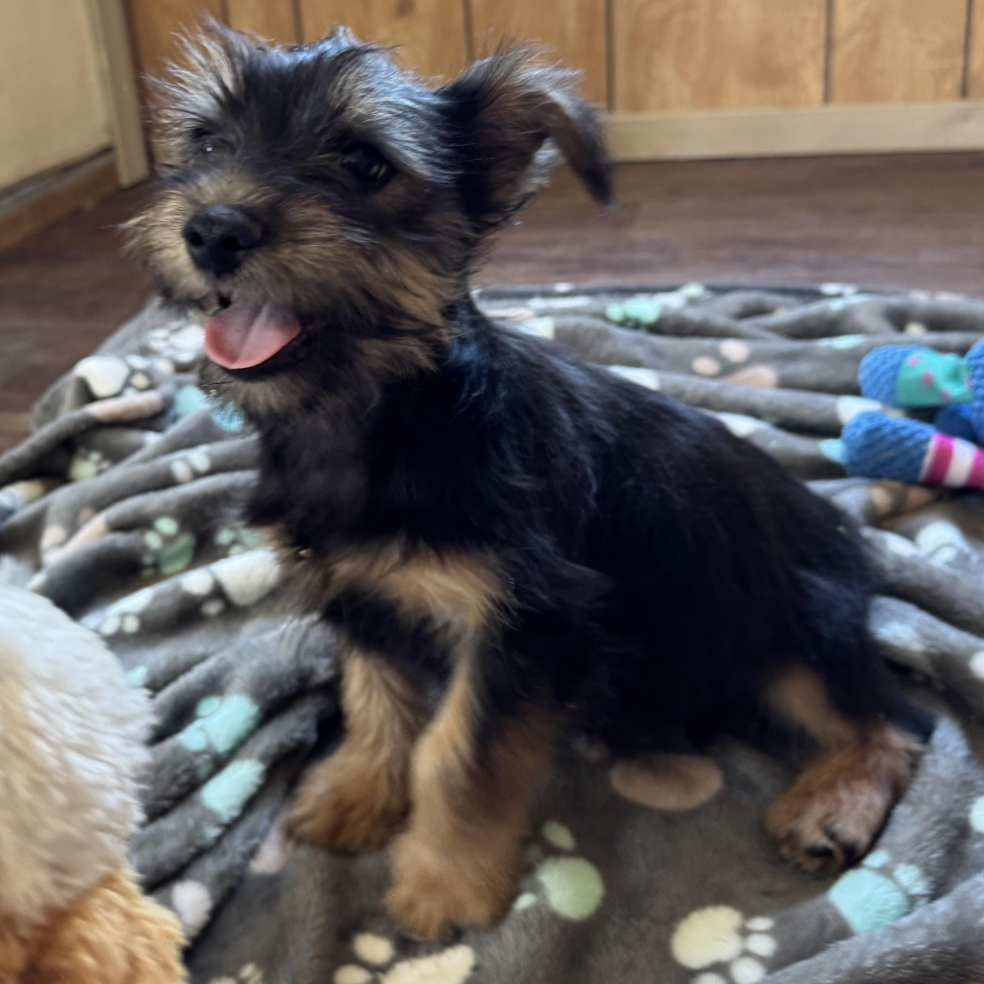 Enlarge Mr. Cutie Pie Archie, an adopted Yorkshire Terrier in Ridgefield, WA image 4/6