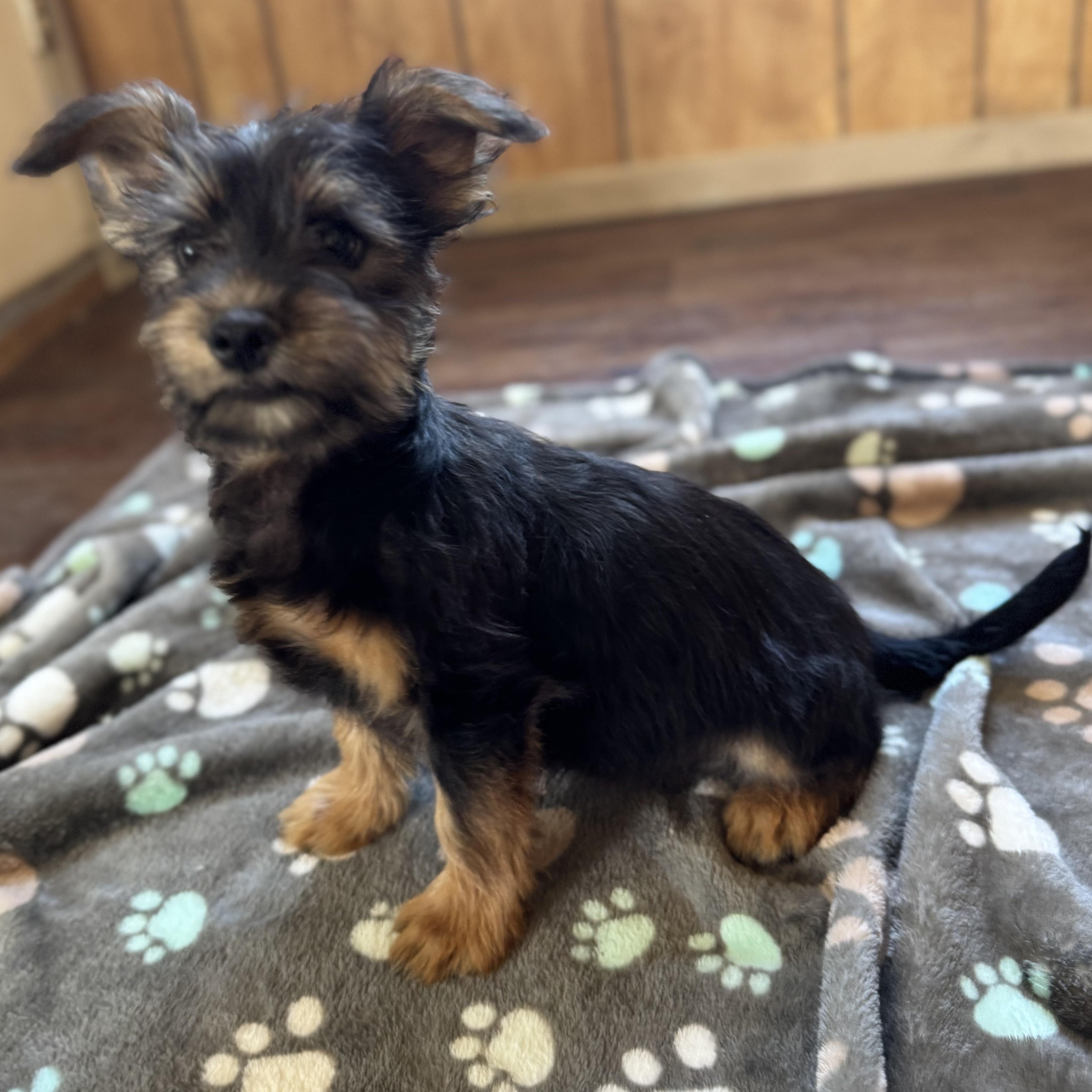 Enlarge Mr. Cutie Pie Archie, an adopted Yorkshire Terrier in Ridgefield, WA image 5/6