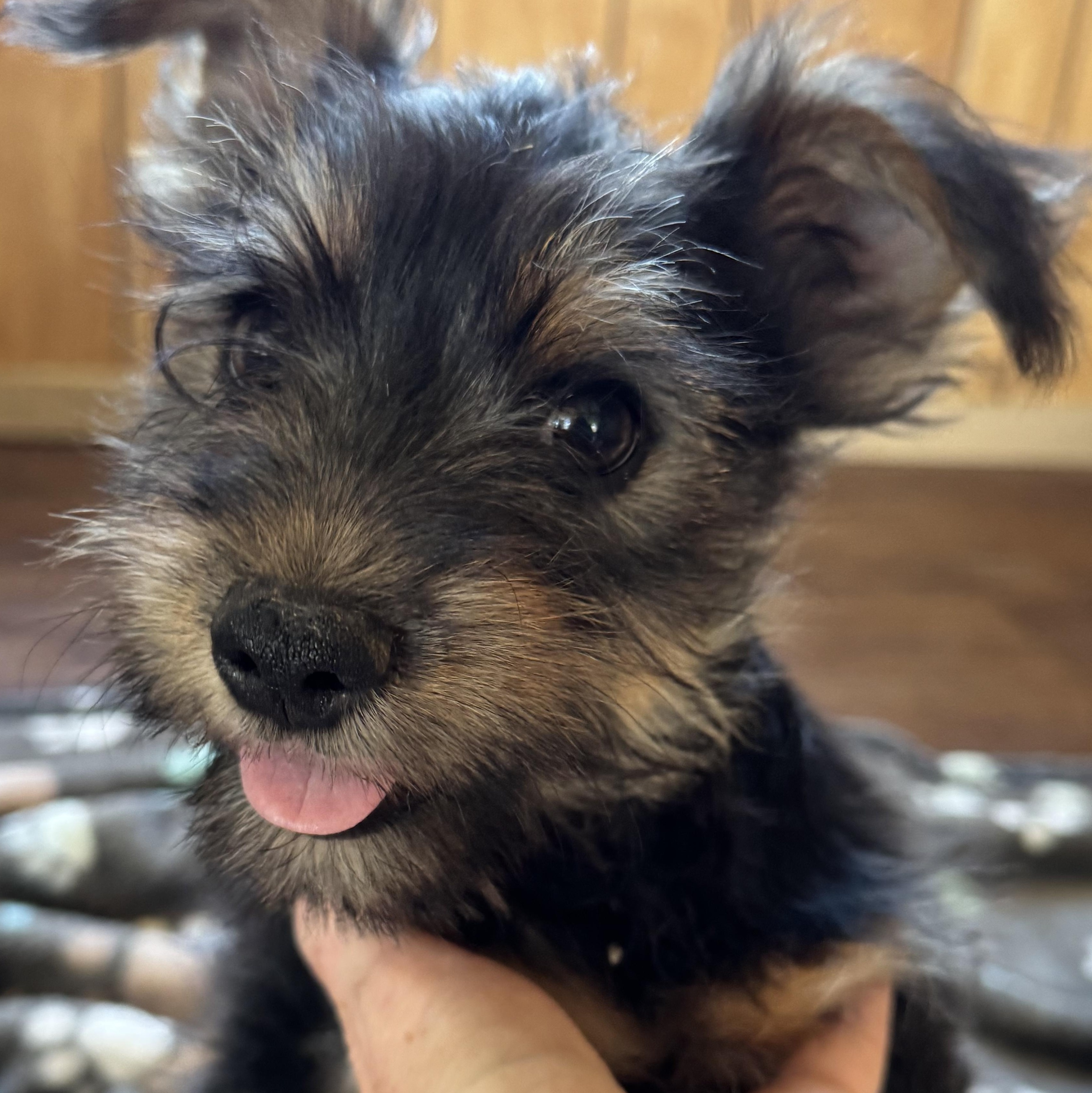 Enlarge Mr. Cutie Pie Archie, an adopted Yorkshire Terrier in Ridgefield, WA image 1/6