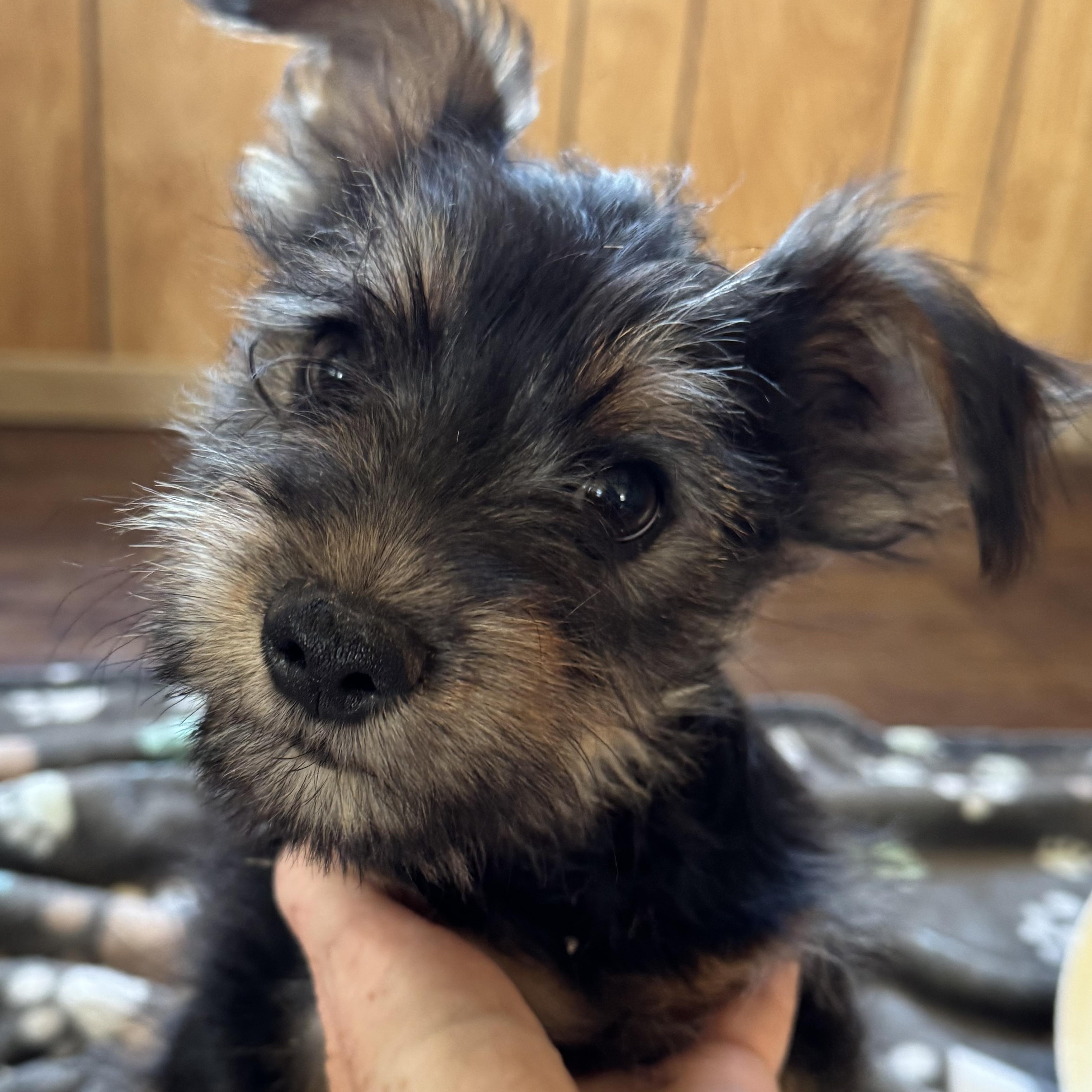 Enlarge Mr. Cutie Pie Archie, an adopted Yorkshire Terrier in Ridgefield, WA image 2/6