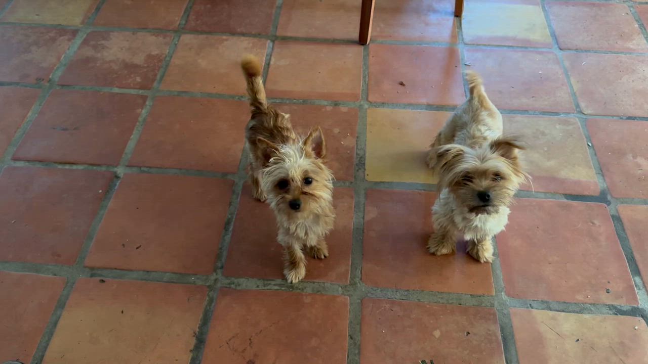 Enlarge Mr. Cutie Pie Archie, an adopted Yorkshire Terrier in Ridgefield, WA video 6/6