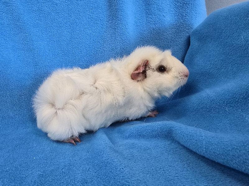 Luke & Lorelai, Adopted, Young Male Guinea Pig.