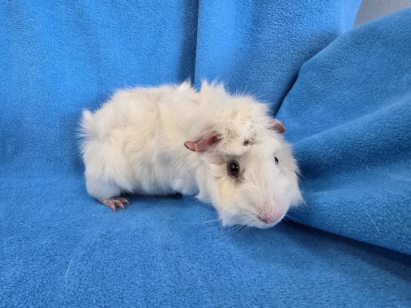 Luke & Lorelai, a Adopted Guinea Pig in Baton Rouge, LA image 2/3