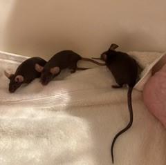 Ulna, Adoptable, Young Female Mouse.