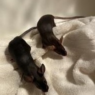 Ulna, Adoptable, Young Female Mouse.