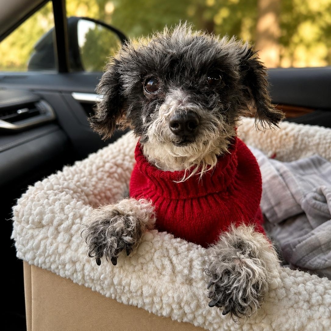 Justin, ADOPTABLE, Senior Male Chihuahua.