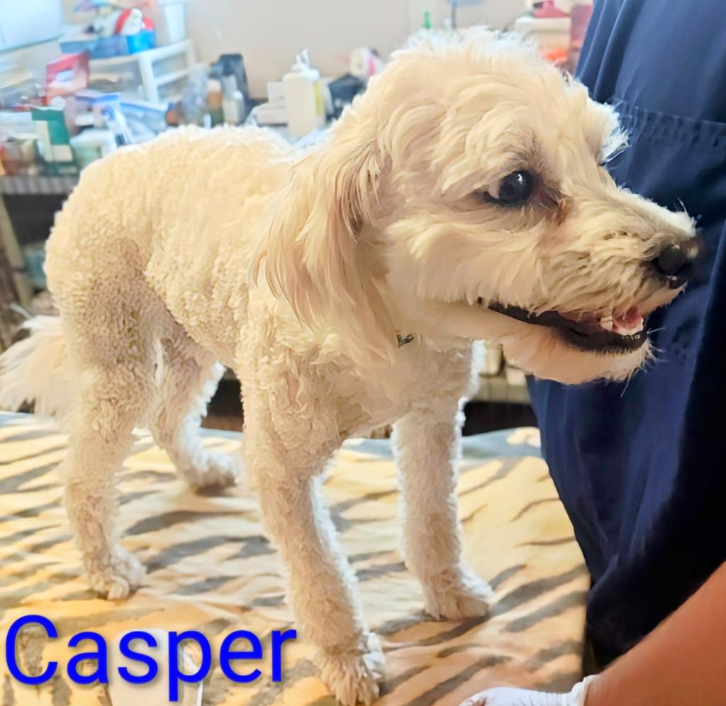 Enlarge Casper, a Adoptable mixed breed in Mena, AR image 1/1