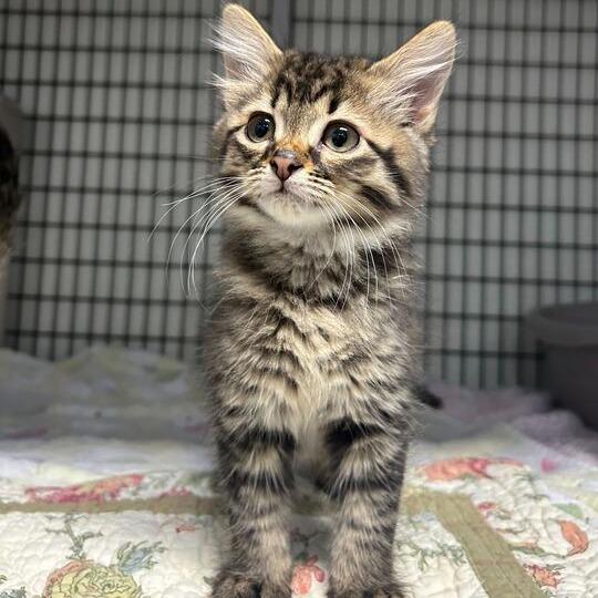 Mothman, Adoptable, Kitten Male Domestic Medium Hair.